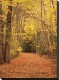 Autumn Path Stretched Canvas Print by Michael Hudson
