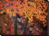 Suspended Maple Leaves Stretched Canvas Print by Michael Hudson