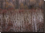 Teasel and Rosehips III Stretched Canvas Print by Winston David Lorenz