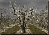 Pear Blossoms Stretched Canvas Print by Winston David Lorenz