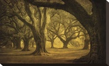 Oak Alley West Row Stretched Canvas Print by Guion William