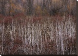 Teasel and Rosehips III Stretched Canvas Print by Winston David Lorenz
