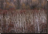 Teasel and Rosehips III Stretched Canvas Print by Winston David Lorenz