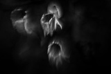 Ghost Flowers Photographic Print by Sharon Wish