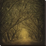 Evergreen Oak Alley (vertical view) Stretched Canvas Print by Guion William