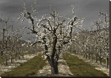 Pear Blossoms Stretched Canvas Print by Winston David Lorenz