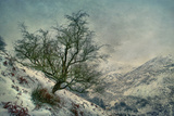 The Homeland Photographic Print by Mark Gemmell