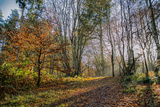 Autumn Days Photographic Print by Mark Gemmell