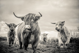 Highland Cattle Photographic Print by Mark Gemmell