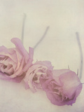 Lisianthus II Photographic Print by Mia Friedrich