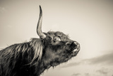 Highland Cattle 2 Photographic Print by Mark Gemmell