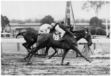 Vintage Horse Racing 1966 Archival Photo Poster Posters