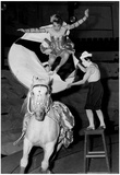 Circus Horse Stunt Archival Photo Poster Posters