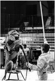 Circus Lion Stunt Archival Photo Poster Prints