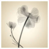 Soft II - Mini Prints by Judy Stalus