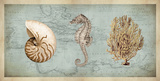 Sea Treasures I Prints by Deborah Devellier