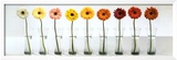 Gerbera Spectrum Prints