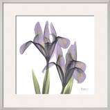 A Gift of Flowers in Purple Poster by Koetsier Albert