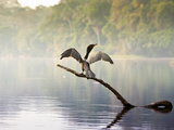 A Neo-Tropical Cormorant (Phalacrocorax Brasilianus) Perches On Photographic Print by Sergio Ballivian