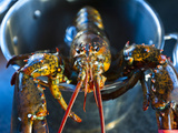 Live Lobster Climbing Out of Lobster Pot before Being Cooked Photographic Print by James Shive