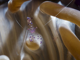 Anemone Shrimp on an Anemone, Sulawesi Lámina fotográfica por Andy Lerner Anemone Shrimp on an Anemone, Sulawesi Lámina fotográfica por Andy Lerner