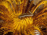 Crinoid Clingfish Perched at Home..Shot in Indonesia Photographic Print by Jeff Yonover