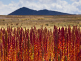 Red Quinoa Is Ripe and Ready to Harvest  on Bolivia's High-Altit Photographic Print by Sergio Ballivian