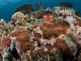 Tomato Anemonefish and Orangefin Anemonefish on Large Anemone Colonies. Photographic Print by Andy Lerner