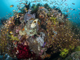 Golden Sweepers Swarm a Coral Bommie with Sponges and Feather Stars..Shot in Indonesia Photographic Print by Jeff Yonover