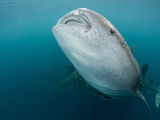 Whale Sharks of Cenderawasih Bay..Shot in Indonesia Photographic Print by Jeff Yonover