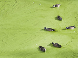 Jacksonville, Fl:  Ducks Swim Through an Algae Covered Pond While Feeding Photographic Print by Brad Beck