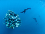 Atlantic Sailfish Hunt and Feed on Sardine Schools Off the Coast of Mexico. Photographic Print by Andy Lerner