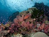 Fiji Reef Scene with Gorgonians, Schools of Anthias and Coral Grouper. Photographic Print by Andy Lerner