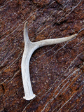 Detail of an Antler on a Rock Found on the Mountain Side of Davis Mountain Preserve, Texas Photographic Print by Ian Shive