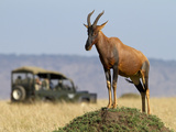 A Topi Stands Tall on a Termite Mound in the Masai Mara as Tourists Look On. Photographic Print by Karine Aigner