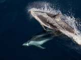 Common Dophins Swim in the Boat's Wake in Mexico. Photographic Print by Andy Lerner