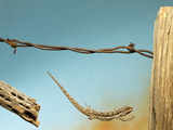 A Lizard Jumping Off a Fence. Photographic Print by Karine Aigner
