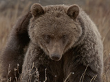 Grizzly Scratch Photographic Print by Steven Gnam