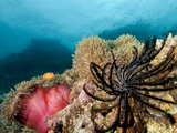 A Pink Anemonefish on a Bright Red Anemone. Photographic Print by Andy Lerner