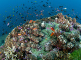Tomato Anemonefish and Orangefin Anemonefish on Large Anemone Colonies. Photographic Print by Andy Lerner