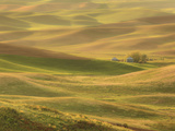 Lemon Lime - Palouse Washington Photographic Print by Aaron Reed