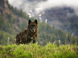 Alpha female wolf Yellowstone wild animal photo by Mike Cavaroc
