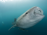 Whale Sharks of Cenderawasih Bay..Shot in Indonesia Photographic Print by Jeff Yonover