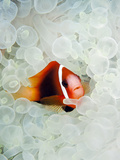 Amphiprion Melanopus Photographic Print by Jeff Yonover