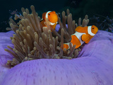 Magnificent Anemone with Clown Anemonefish and Commensal Shrimps..Shot in Indonesia Photographic Print by Jeff Yonover