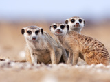 Three Curious Adult Meerkats at the Edge of their Family Den Pose for the Camera.  Botswana. Photographic Print by Karine Aigner