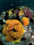 Orange Cup Corals (Tubastraea) on a Raja Ampat Reef. Photographic Print by Andy Lerner