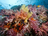 Dendronephthya Sp. Photographic Print by Jeff Yonover