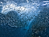 Dramatic Underwater Landscape of a School of Sardines Swimming Away from the Breaking Waves Photographic Print by Christian Vizl