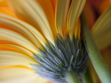 Underside of the Petals of an Orange Gerber or Gerbera Daisy Flower. Photographic Print by Karine Aigner